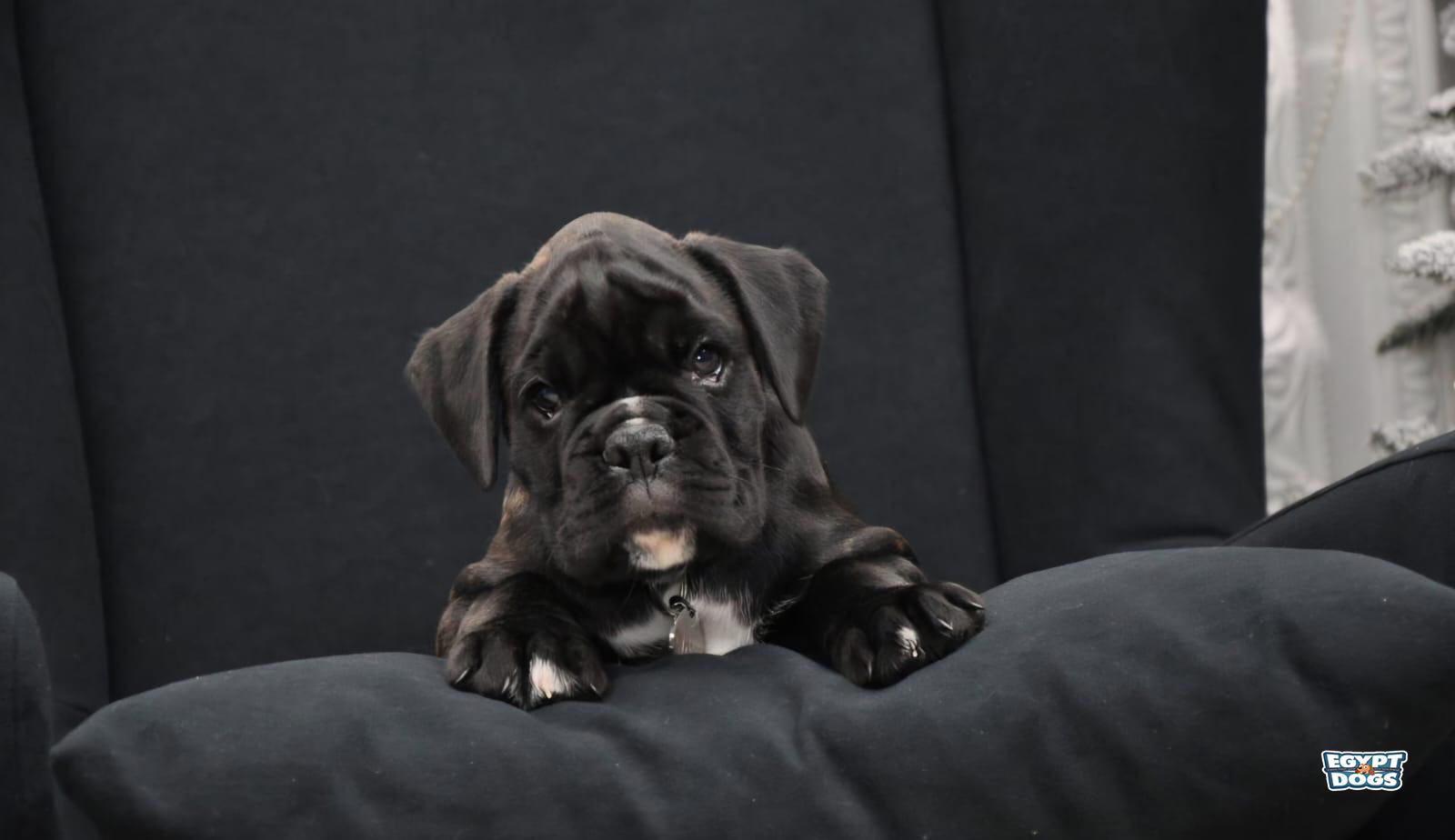 Rotty 