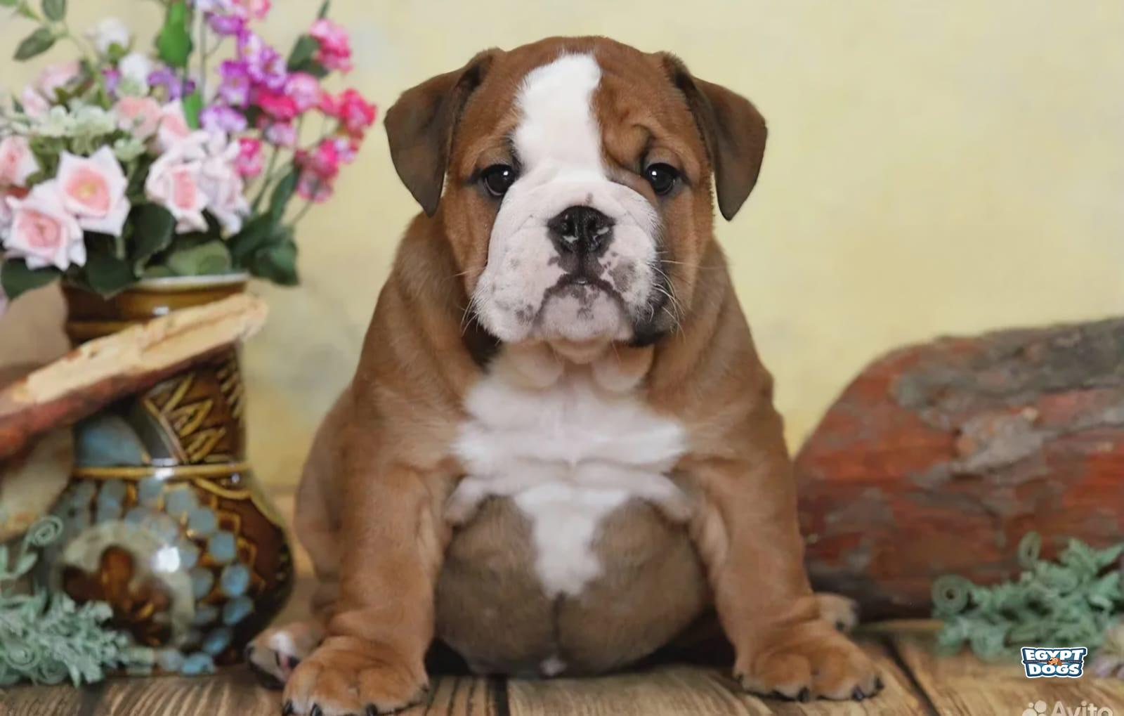 Buldy 
