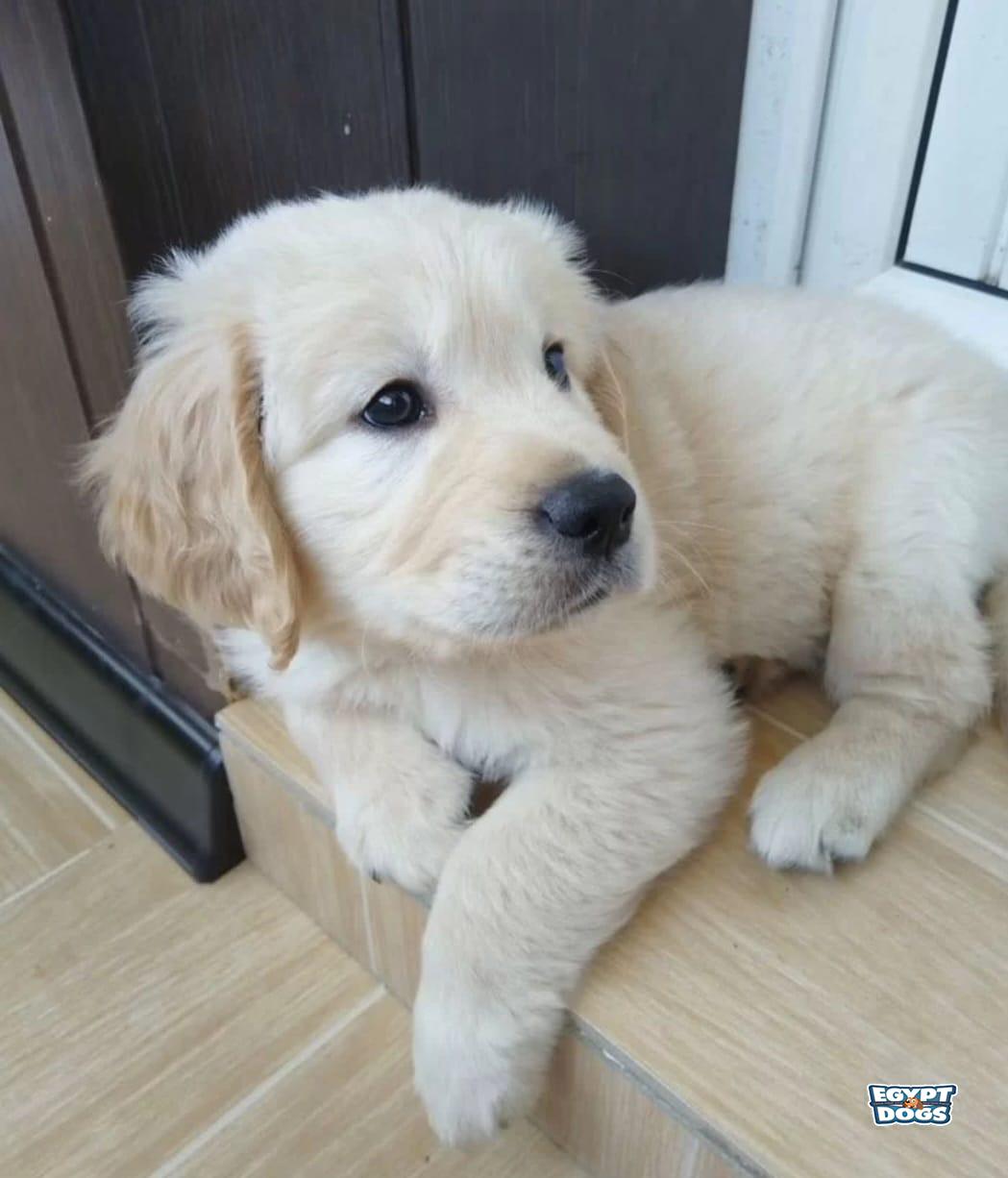 Dogi 