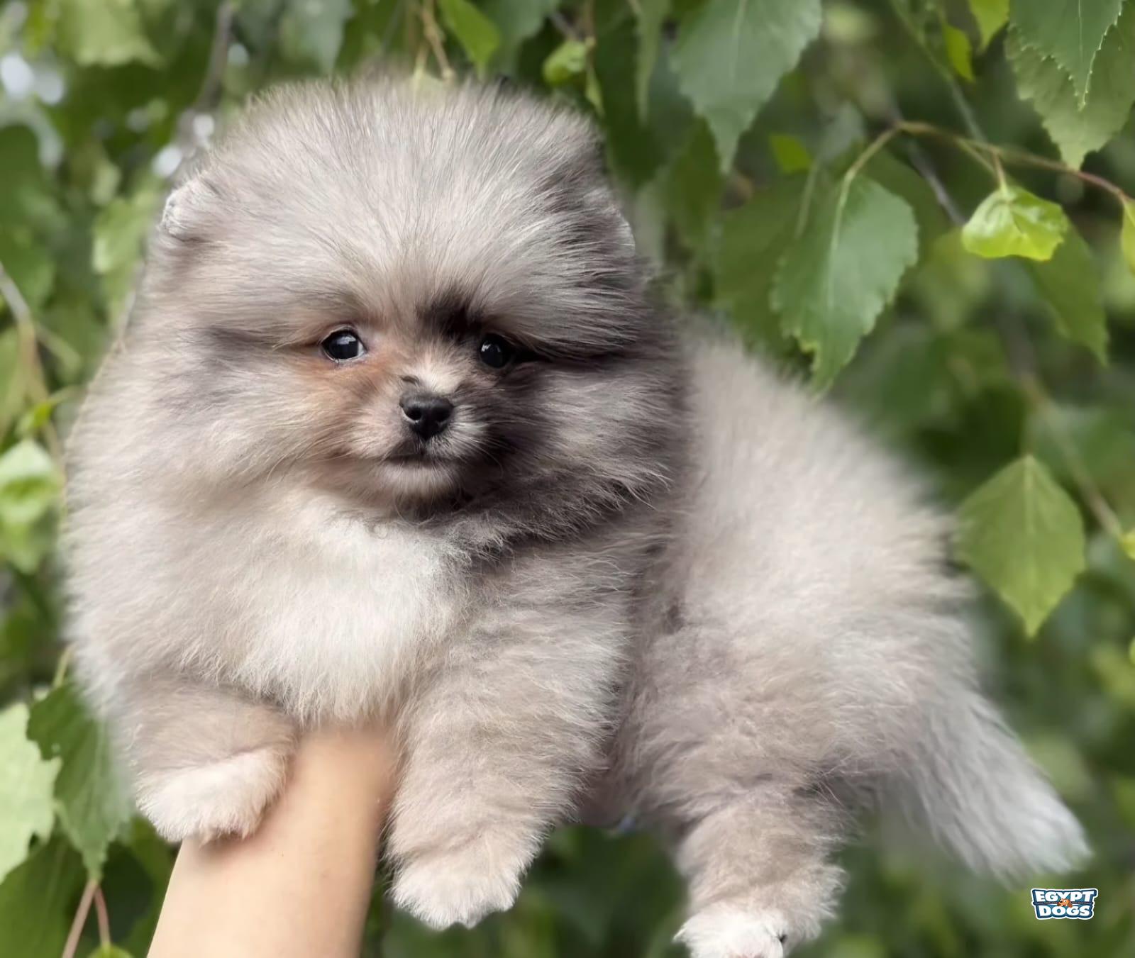 Pomi 