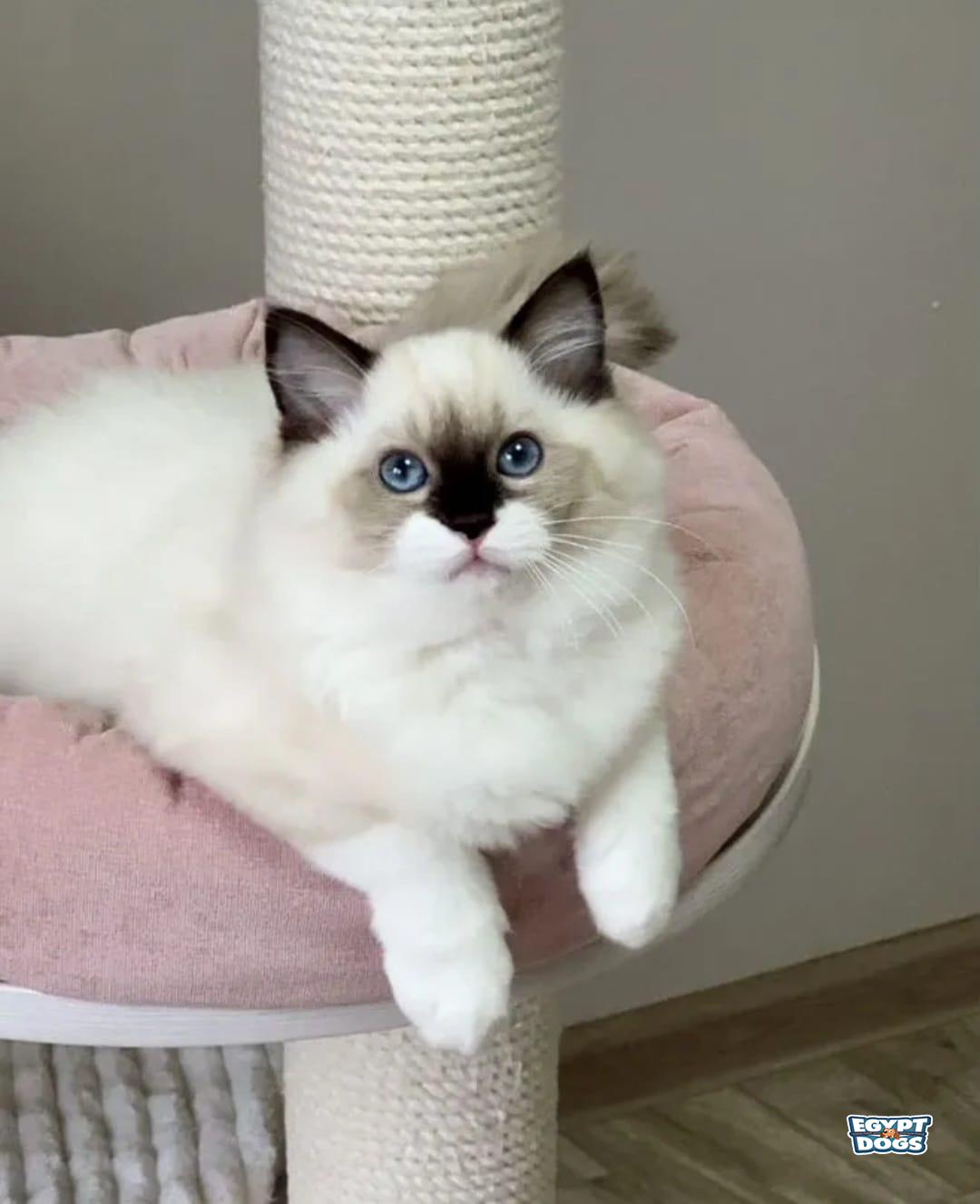 Cutie 