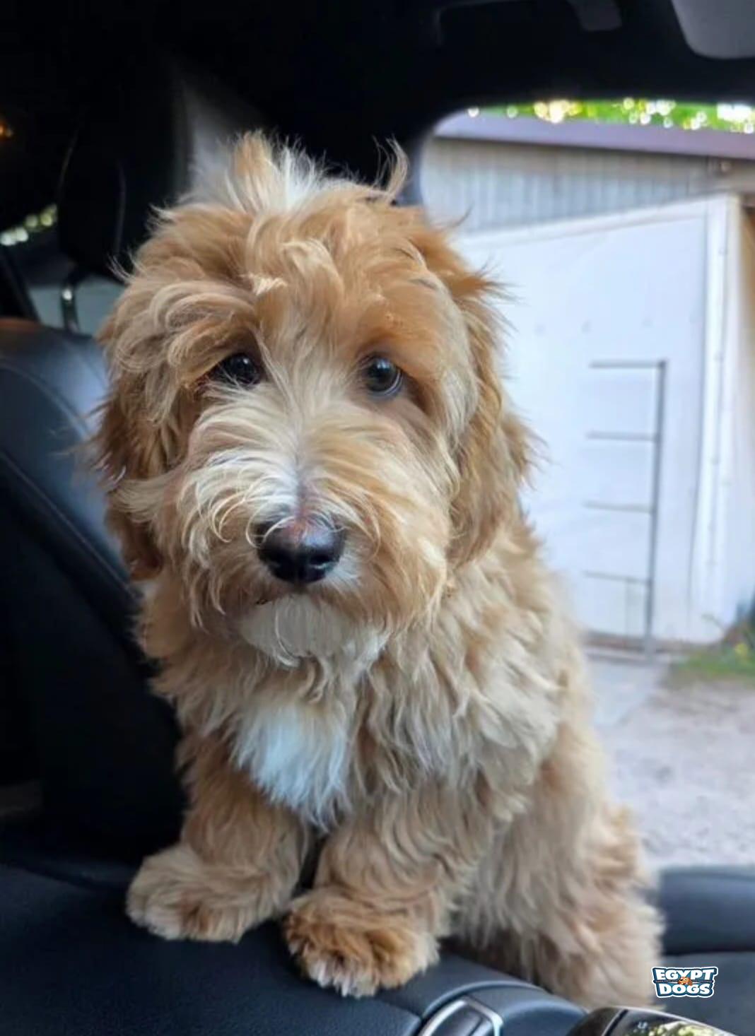Labra 