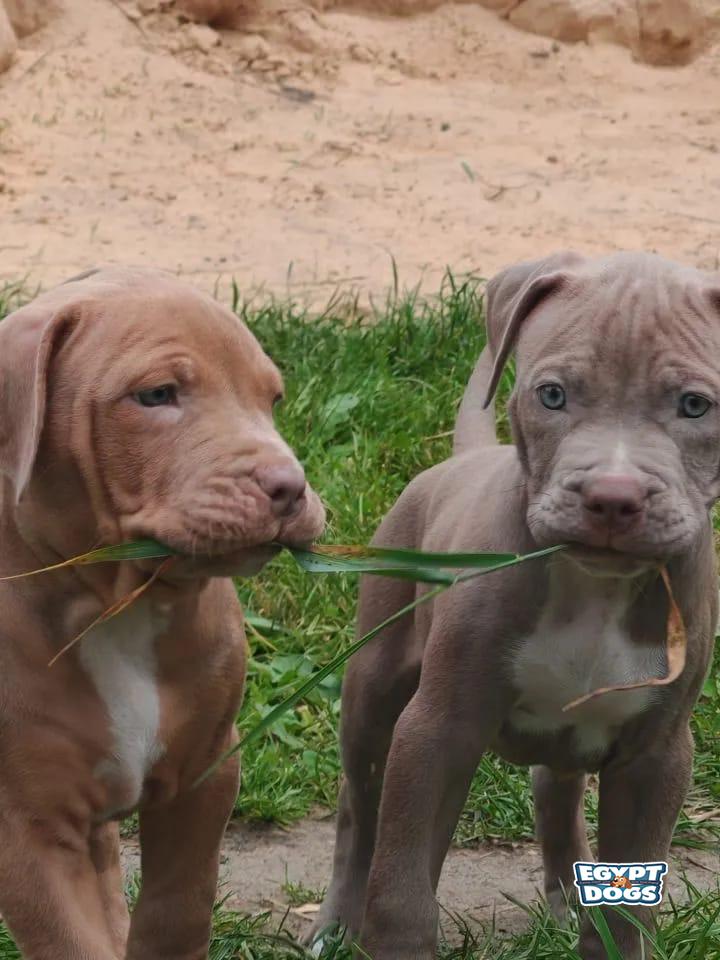 Trio 