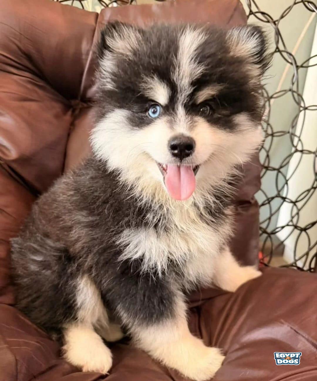 Pomi