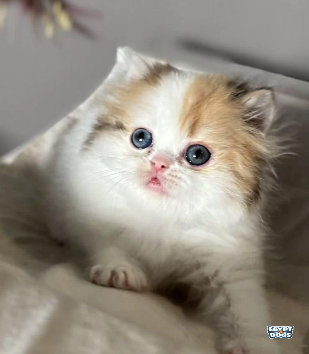 Catsy 