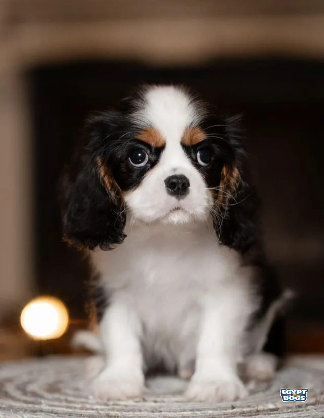 Cavi 