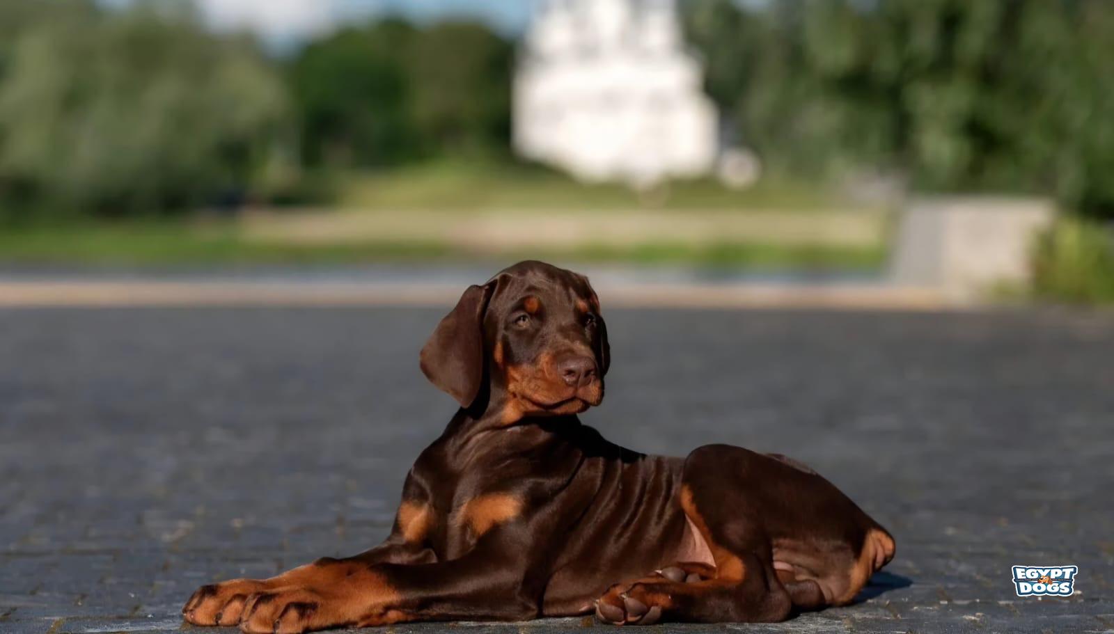 Zebi 