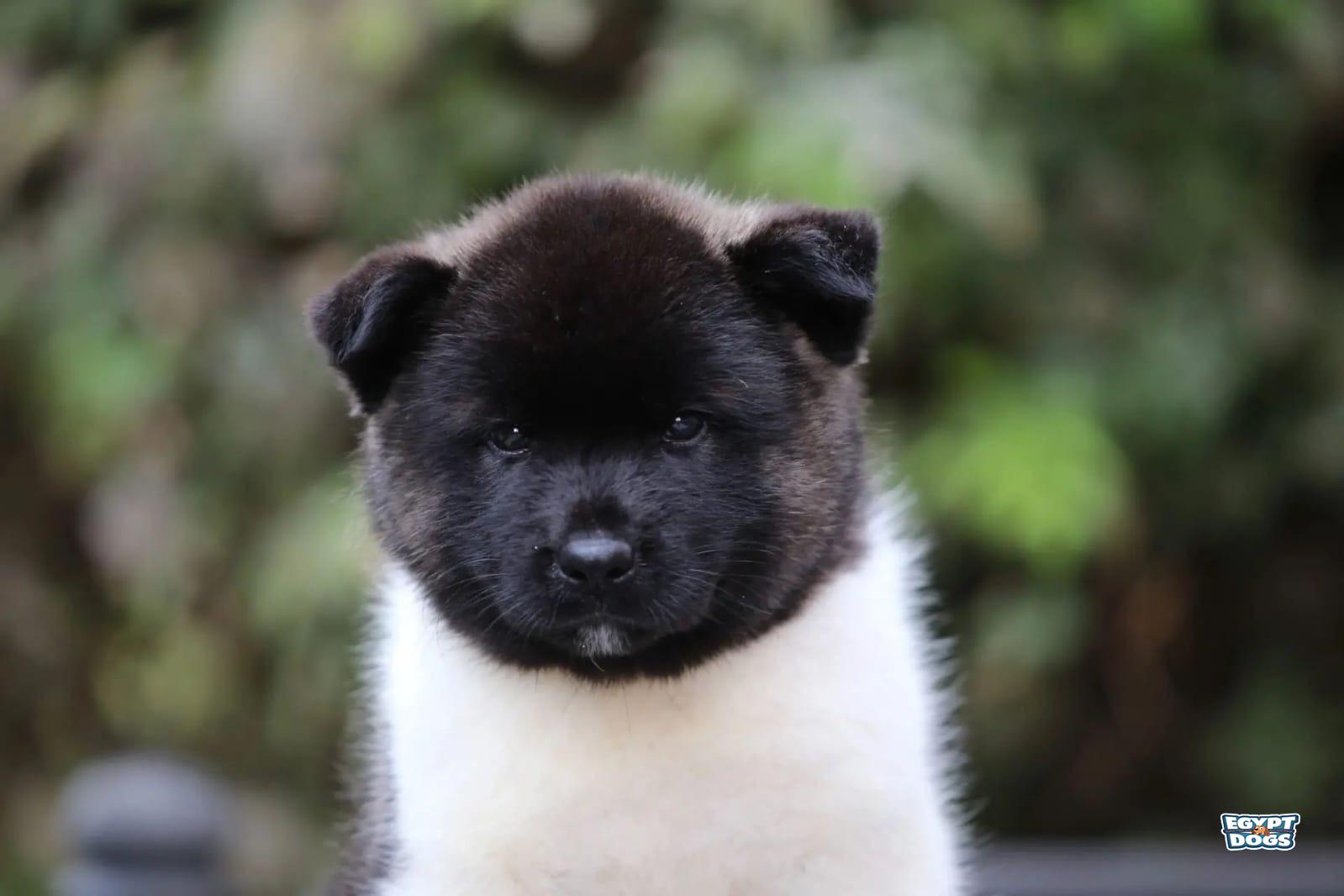 Kito 