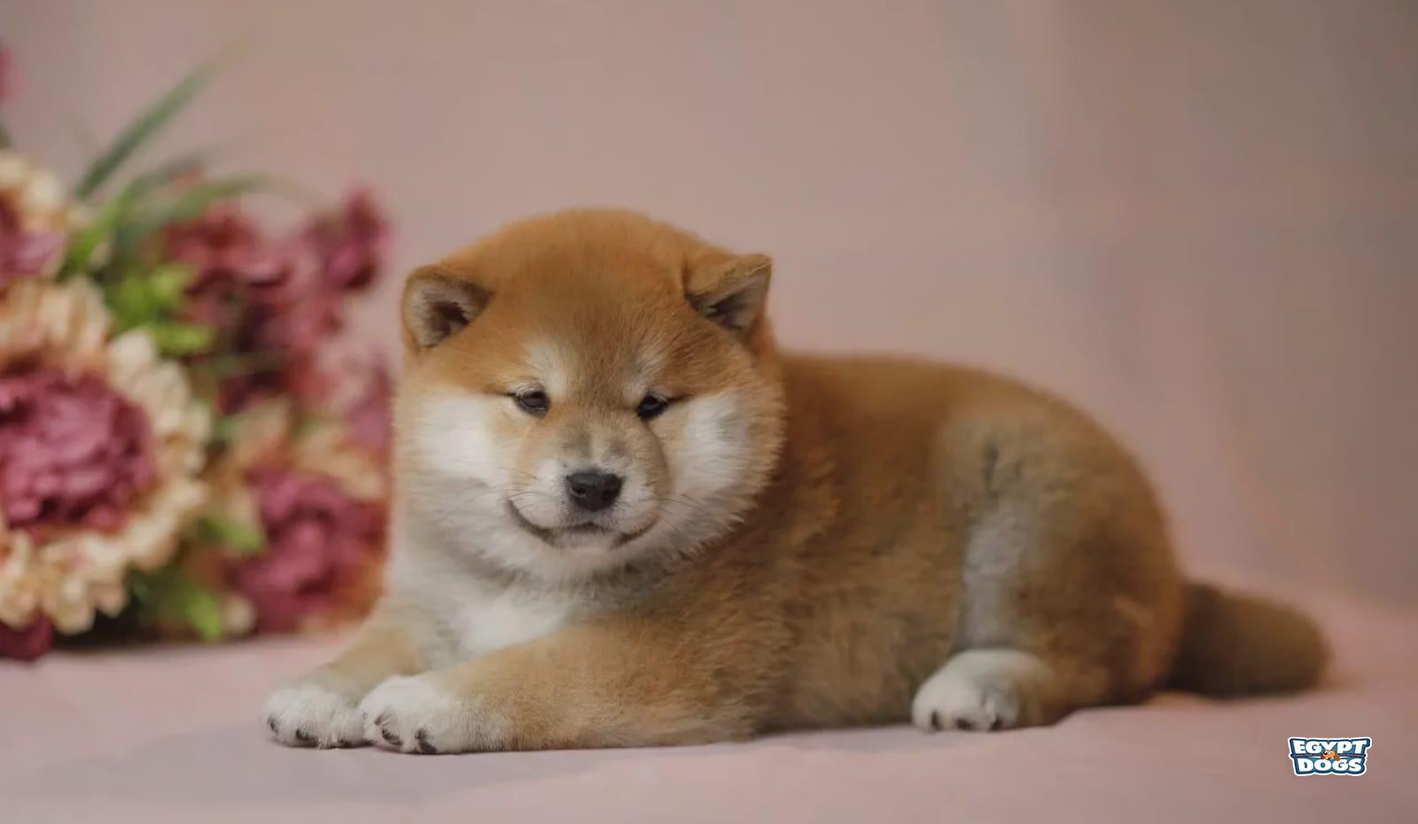 Shibs 