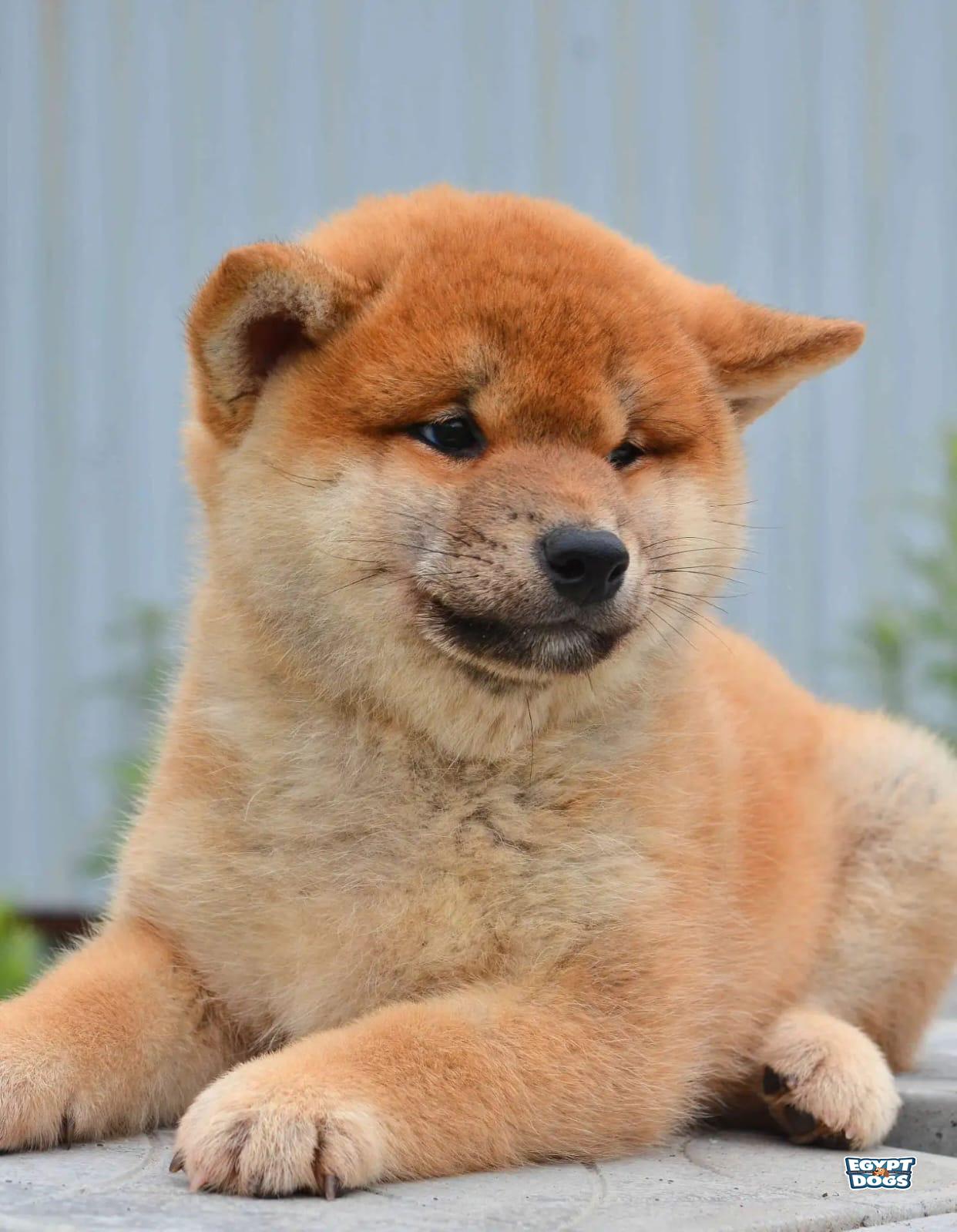 Shibs 