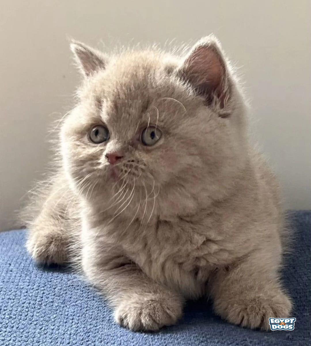 Semii 
