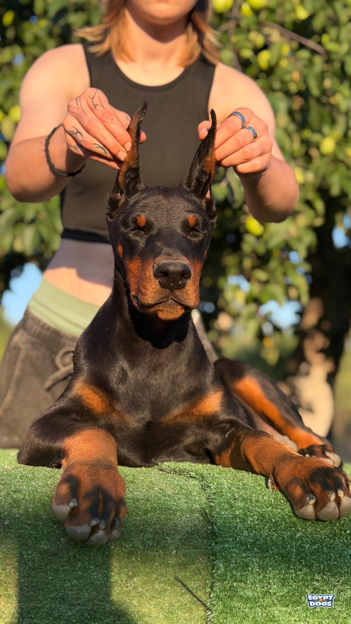 Dober 