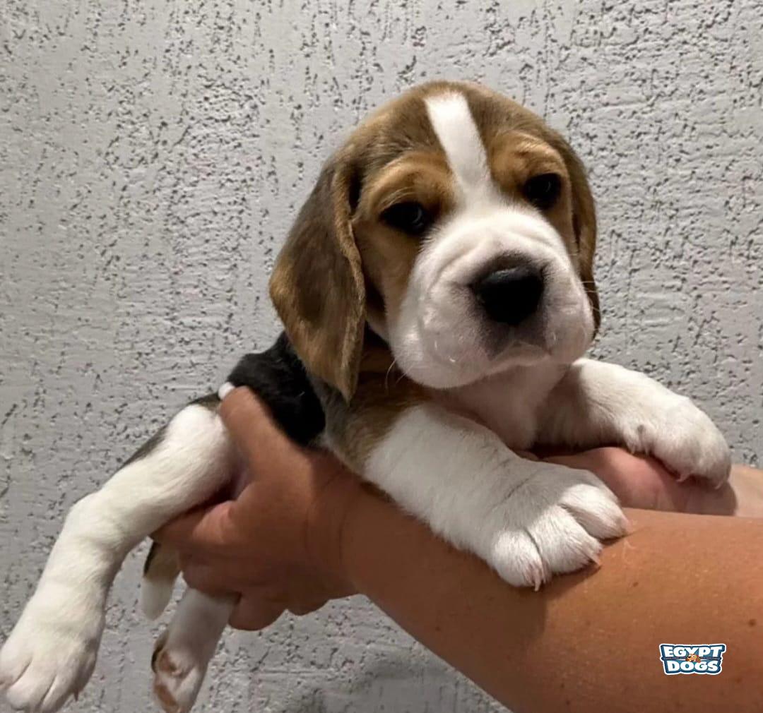 Beag 