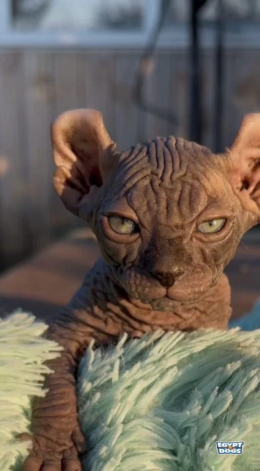 Sphyi 