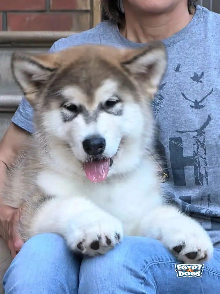 Biga 