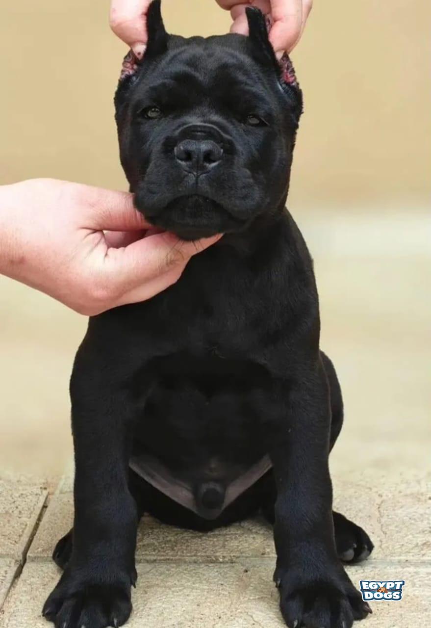 Mali 