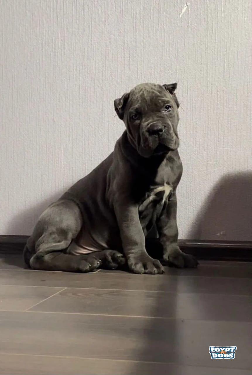 Cani