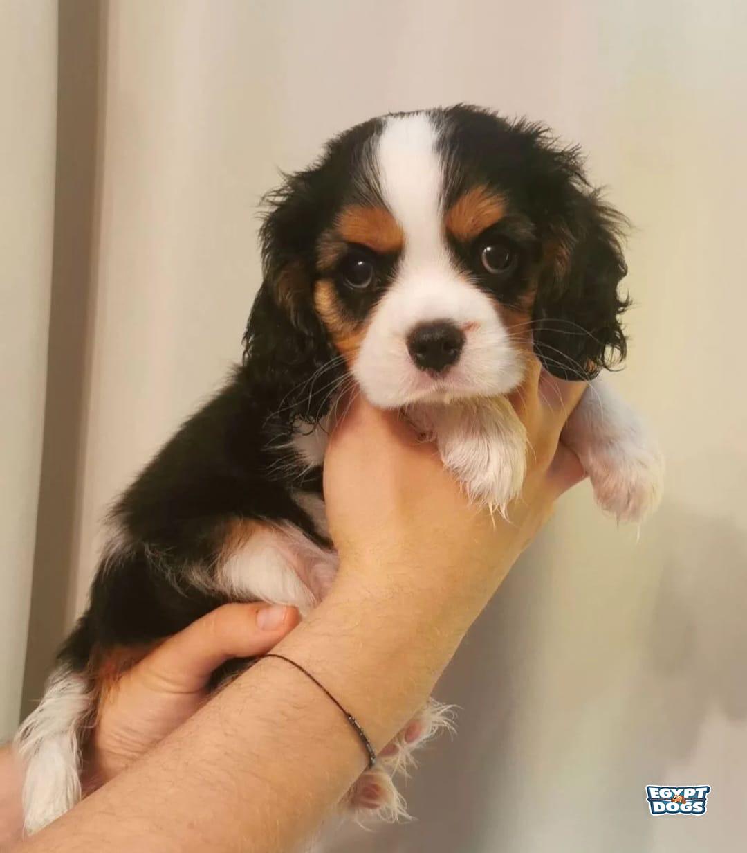 Lilka 