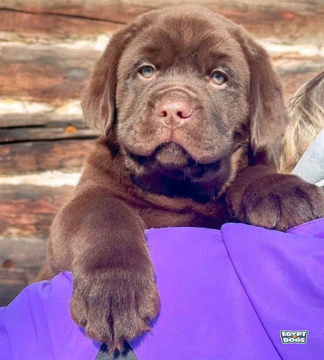 Lab