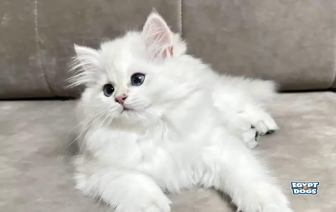Ropelaa 