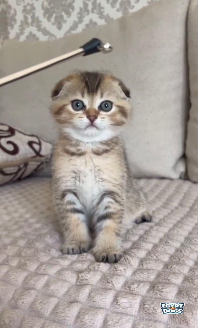 Tyi 