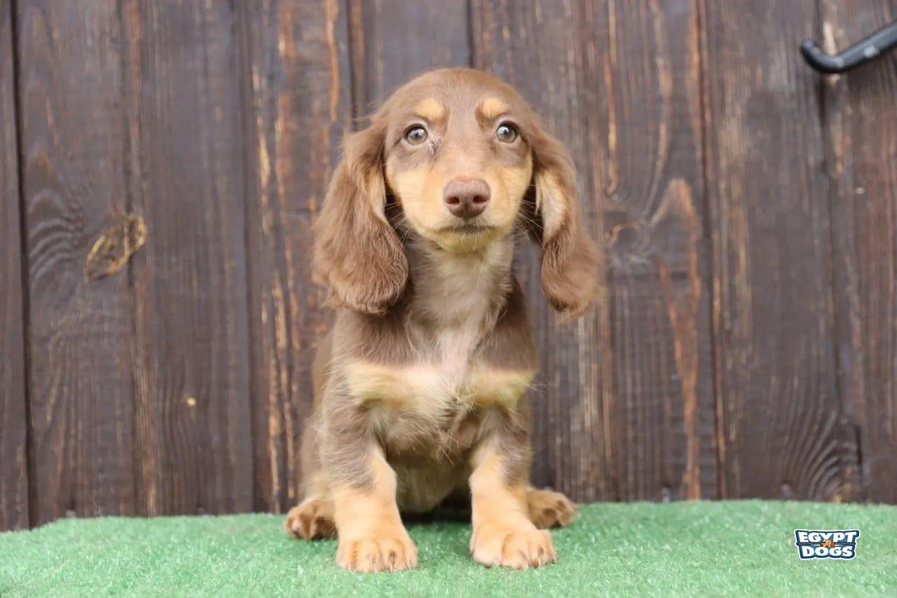Trai 