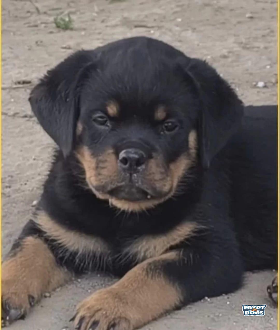 Rotti 