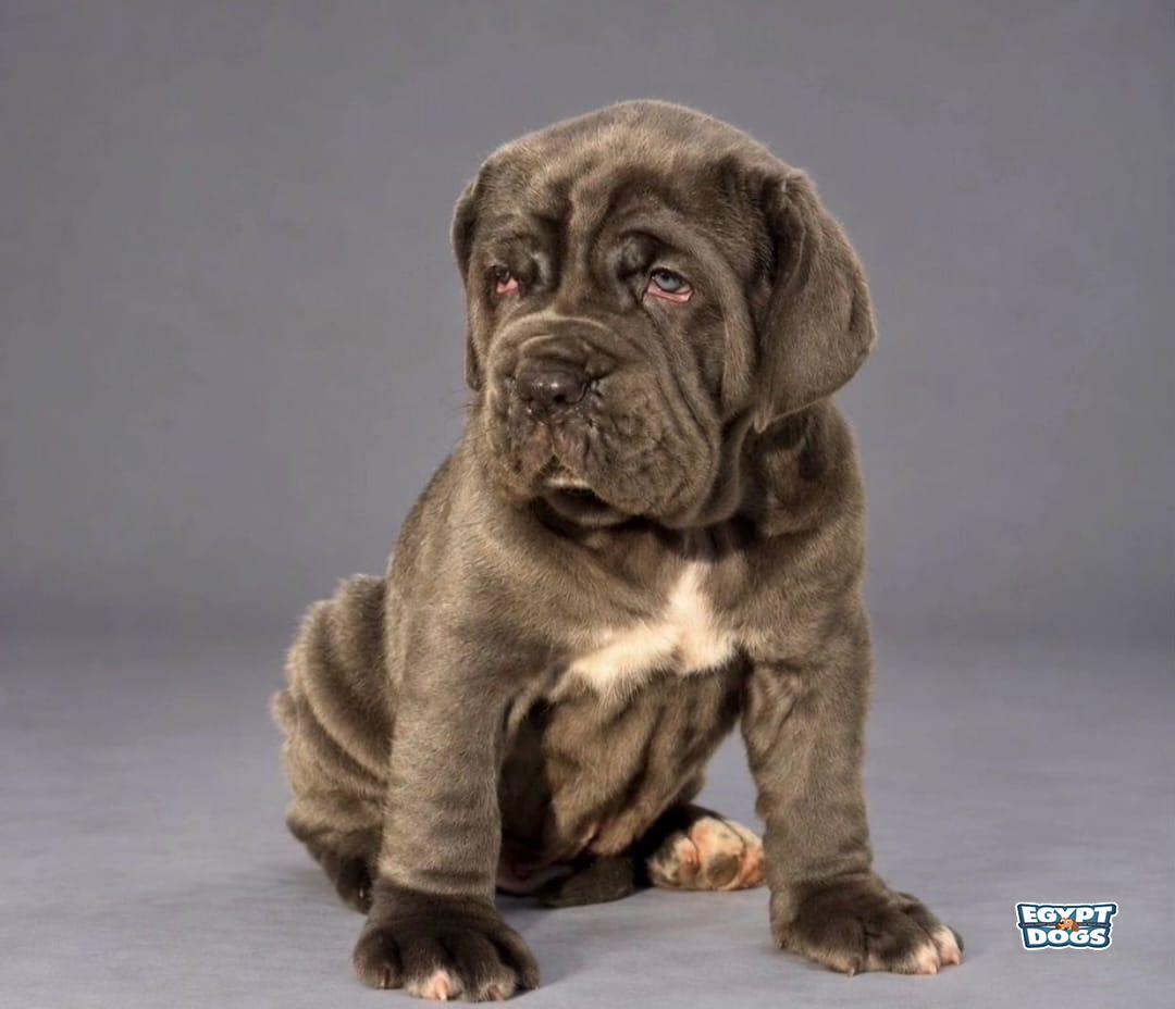 Opie 