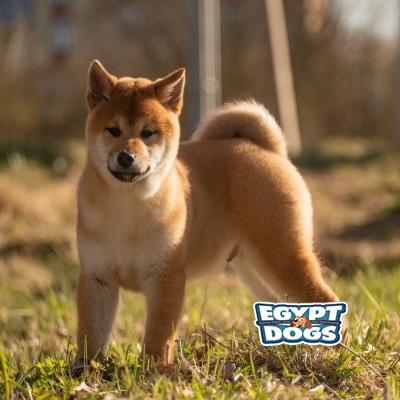 Shib