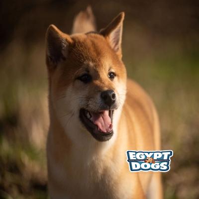 Shib