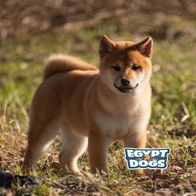 Shib