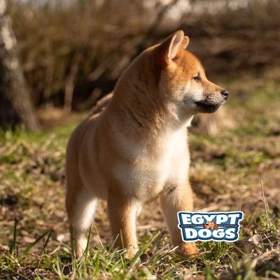 Shib