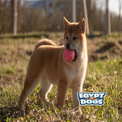 Shib