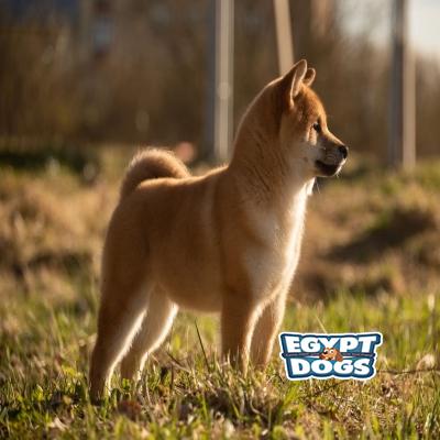 Shib