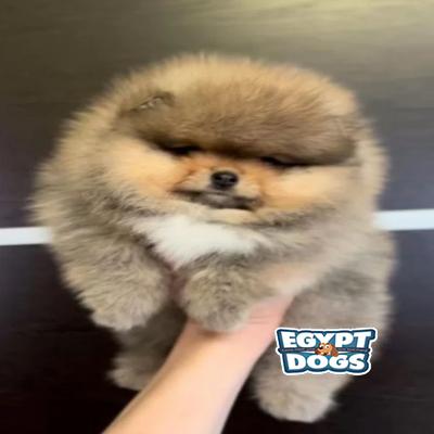 Polti