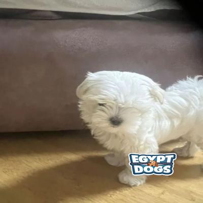 Malti