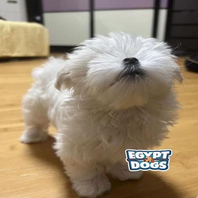 Malti