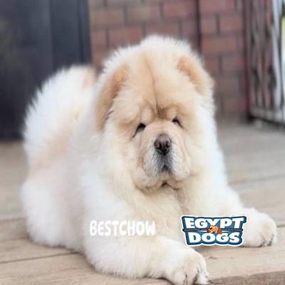 Dogi