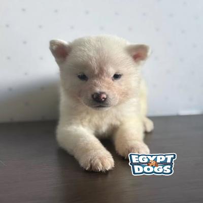 Boop