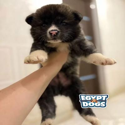 Boop