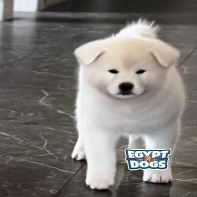 Polop