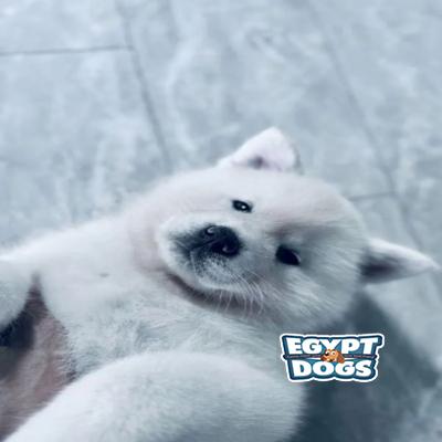 Polop