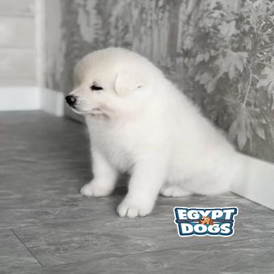 Polop