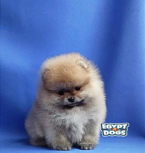 Mini Pomeranian 