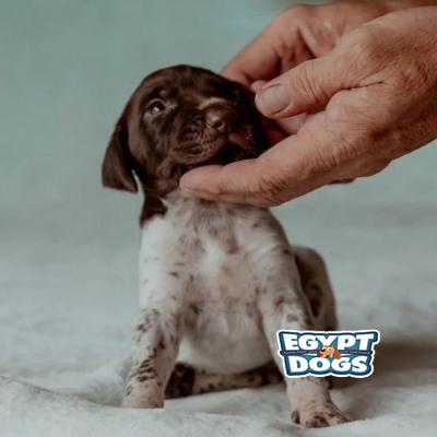 Ropty