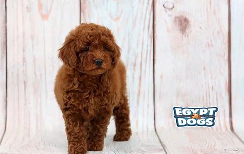 Toy poodle 