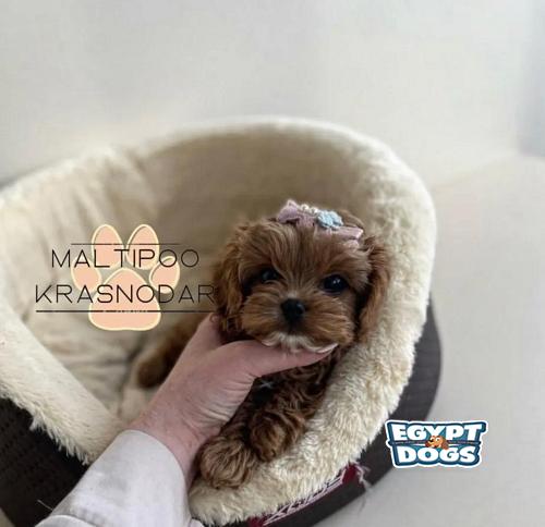 Maltipoo