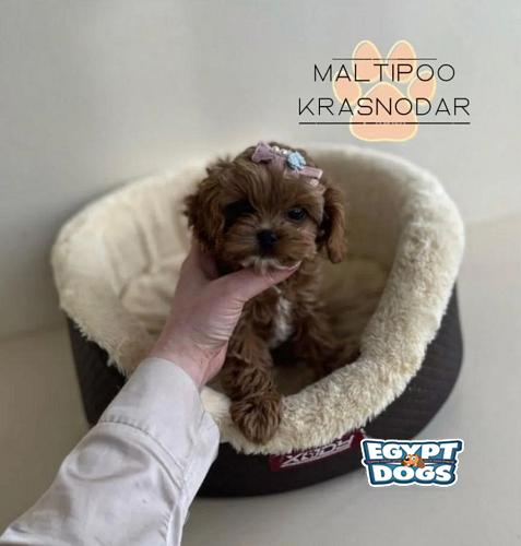 Maltipoo