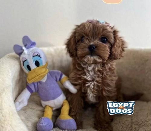 Maltipoo