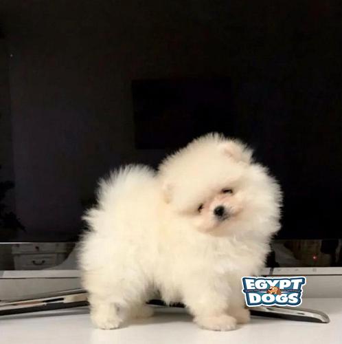 Mini Pomeranian 